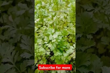 Thyroid special chatni l coriander chutney l #shorts #viralvideo #chatni #thyroid #recipe #healthy