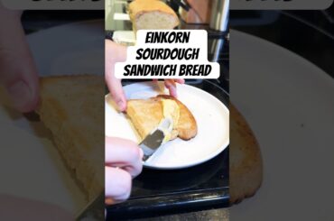 Einkorn Sourdough Sandwich Bread #shorts