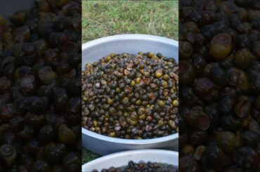 SNAIL FRY | Snail Recipe | Cooking and Eating | Healthy Recipes #shortvideo