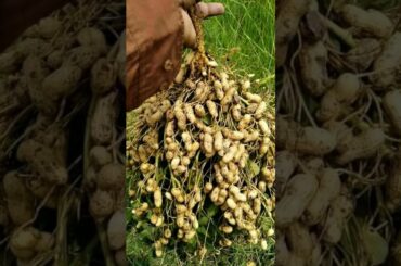 #peanut#groundnut  #drmanthenaofficial #healthtips #healthyrecipes #weightloss #highprotein#ytshorts