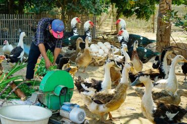 Organic Duck Feed Recipes:  A Guide to Healthy, Thriving Ducks