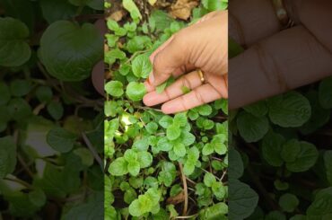 Pudina vala manaki am health benefits cheptanu chudandi #ytshorts #food #tips #recipe #healthydiet