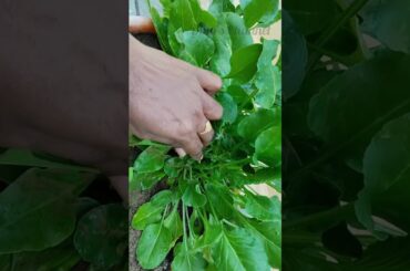 Palak Keerai Poriyal || Shorts || Cooking || healthy recipes