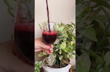 Beetroot,carrot and spinach juice #immunity #juice #shorts #healthy #drink #trending