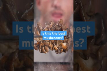 This mushroom tastes freakishly like meat #vegan #mushrooms #vegano #recipe #food #oystermushroom