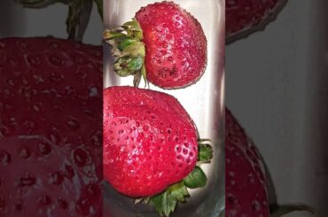 Kutties Healthy Lunch Box Recipe  #shorts