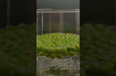 Peacamole Toast |Healthy Breakfast Recipe |savvys_food_stories |#shorts #