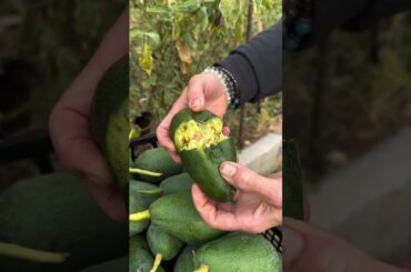 Fat loss without gym, Fat loss by homemade Remedies, Fatloss Drink By Healthcare Expert,