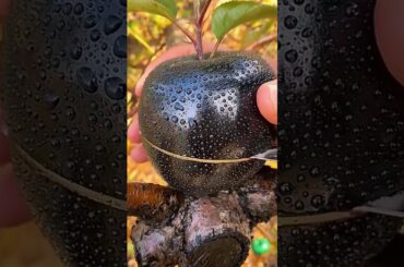 Apple fruit cutting slice #fruitcutting #food #salad  #fruiting #nature #fruit #shorts