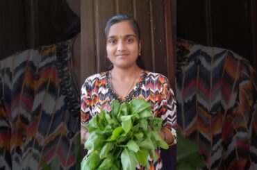 palakura chapati || healthy breakfast recipe #viral#reels#quick#instant#recipe#food#chapati#dinner