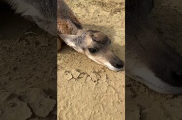 Brand New Speed Goat! :) cartercountrymeats.com