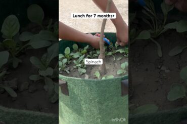 Lunch for 7months old #shorts #lunch #terracegarden #growingvegetables #healthy #food#recipe