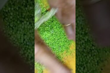 Raw Ragi Roast On Fire| healthy old and traditional recipe| # vishwa deepu