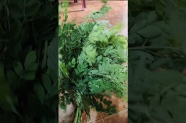 #Munagaku with pappu Recipe #munagaku curry #Munagaku kura #viralshort #healthy curry #Munagaku fry