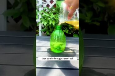 Forever Green! Magical Water Recipe to Keep Your Leaves Lush & Healthy