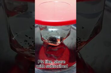 Kalonji seeds drink for weight loss| Kalonji  tea benefits #ytshorts #shortsfeed #tea #detox