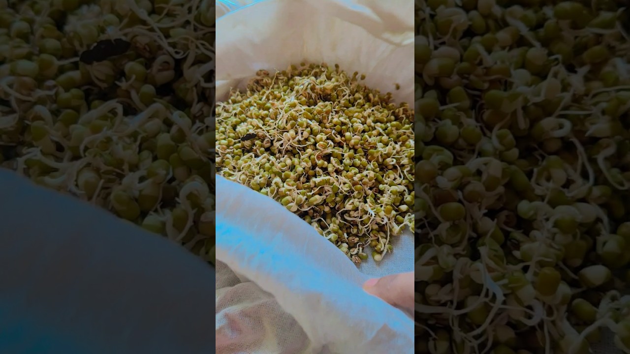 let’s make Healthy sprouts #minivlog #viralvideo #health #sprouts #trending #views #homemade#shots let's make Healthy sprouts #minivlog #viralvideo #health #sprouts #trending #views #homemade#shots