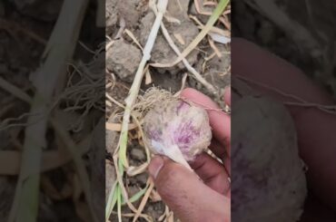 My Beautiful Kitchen Garden Tour With Some Healthy Recipes