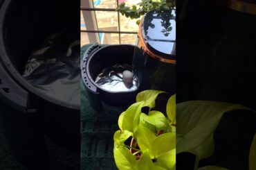 Bread Omelette Airfryer Recipe #AirFryerRecipe #HealthyBreakfast #EggToast #shorts