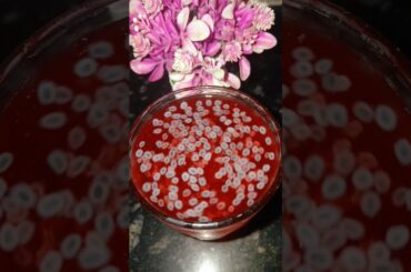 gond katira healthy drink for summer || healthy drink for weight loss #shorts ##viralvideo #healthy