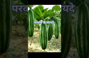 The Miracle Superfood You’ve Never Heard Of # nutrition #farming #superfood benefits