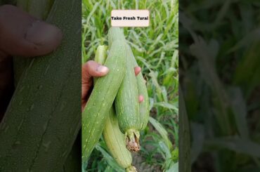 Healthy Recipes Day 10/30 #shorts #pgvlogsmix #trending #cook #yt #turaikisabji #easyrecipe #masala