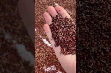 Sprouted ragi malt powder #indianfood #recipe #health #diabetes #food #kannada #cooking #shorts #yt