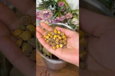 Healthy weight gain recipe #sattu #kannada #food #shortvideo #cooking #hair #protein #ytshorts #gain