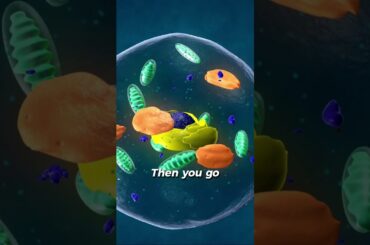 Healthy Meals to break Your Fast With