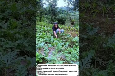 Chilled Malabar Spinach Salad  #healthy and delicious #nutritious #fresh #low calorie