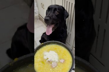 Healthy Food Recipe For My Dog #doglover #lucky