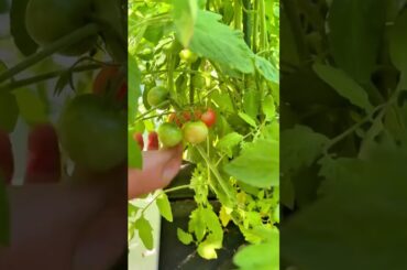 Grilled Chicken Pasta Salad That Will WOW Your Family!