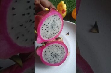 healthy dragon fruit simple cutting #ytshorts #shortfeeds #shorts lunch box ideas