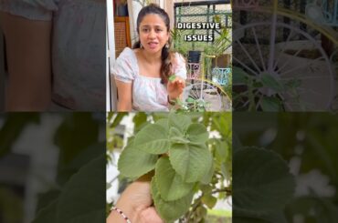 Mexican mint plant (ajwain ka podha) herbal tea recipe , Indian herbs , Ayurveda recipe