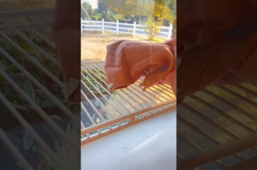 Healthy dinner for my family of 6 (repost) #cooking #whatsfordinner #simplecooking