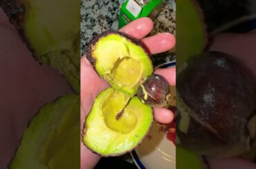 #avocadotaco #lovefood #healthy #youtubeshorts