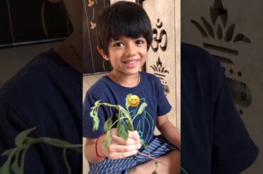 Dinner Recipe Ideas | Satvik Dinner | Healthy meal #dinnerrecipes #noonionnogarlic #recipes #recipes