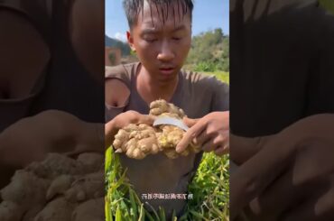 Ginger is digging and is available natural #mangovarieties #fruit #food #mangofruit #shorts