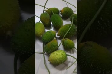 Spiny gourd fry#cooking#spiny#spinygourdrecipe #kakrol#kantola#trending #shrots #kamto#fry#food#srk