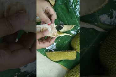 Jackfruit cutting #gardening #trending #shorts #minivlog #travel#garden#health #flowers#food#cooking
