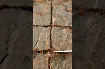 Healthy pumpkin brownies!!! Literally my favorite recipe of all time #healthydessert #fallbaking