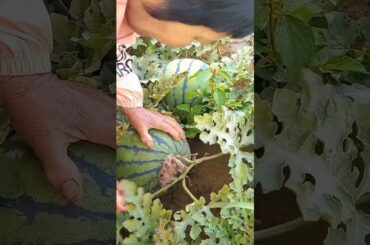 How to Cut a Watermelon Perfectly + Delicious & Easy Recipes!