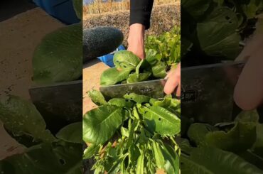 Spinach: Boost Your Health & Energy Naturally | Superfood Benefits & Recipes