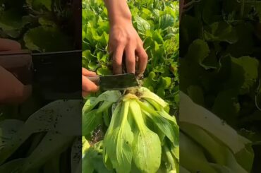 Cabbage: The Affordable Superfood! Benefits, Uses & Easy Healthy Recipes