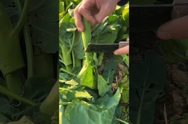 CUTTING Edge Techniques for Preparing Chinese Broccoli FAST