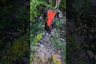 Top Chef Reveals Best Radish Cutting Techniques for Perfect Salads