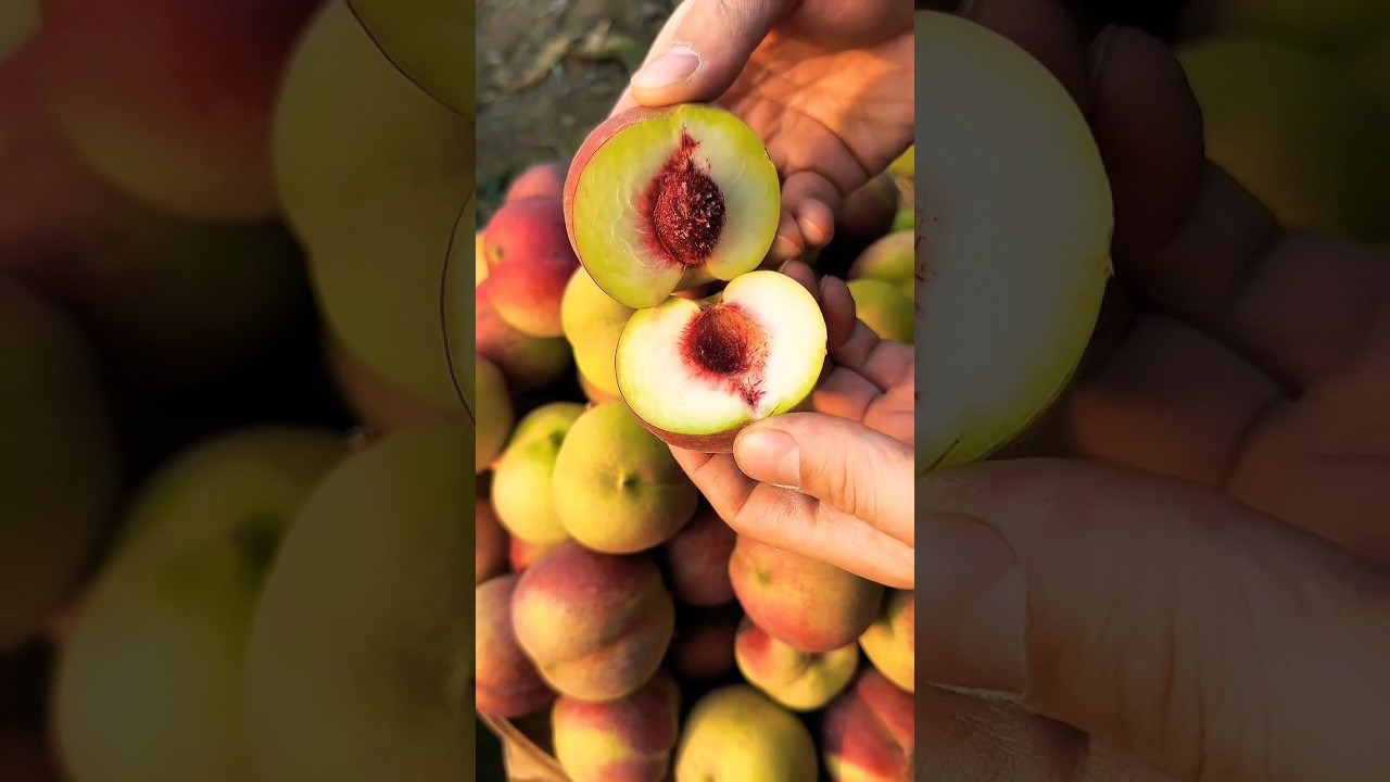 Peach Fruit: Grow This Sweet Summer Delight! (Care Guide, Benefits & Delicious Recipes) Peach Fruit: Grow This Sweet Summer Delight! (Care Guide, Benefits & Delicious Recipes)