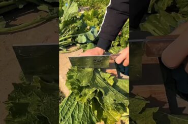 Lettuce Benefits & Delicious Ways to Eat More Greens!