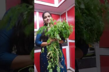 Healthy and tasty breakfast recipe ... munagaku roti recipe#roti#drumstick#munagaku#breakfast#tips