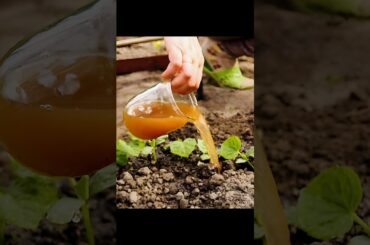 Make LIQUID FERTILIZER At Home For A Thriving Garden